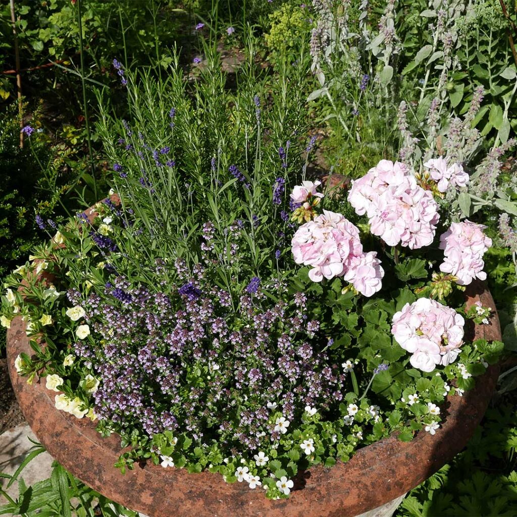 The Dysart Petersham Garden Menu