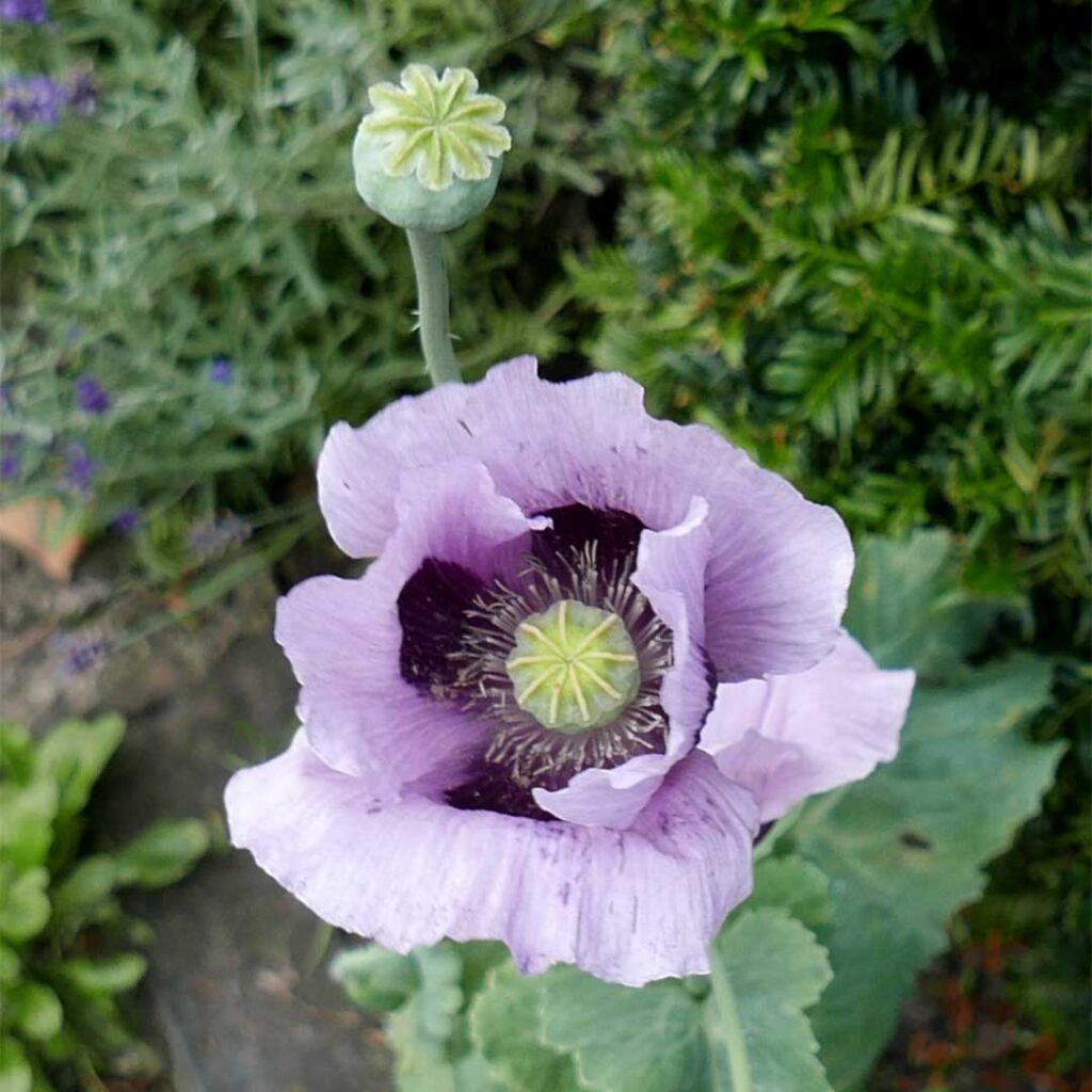 The Dysart Petersham Garden Menu