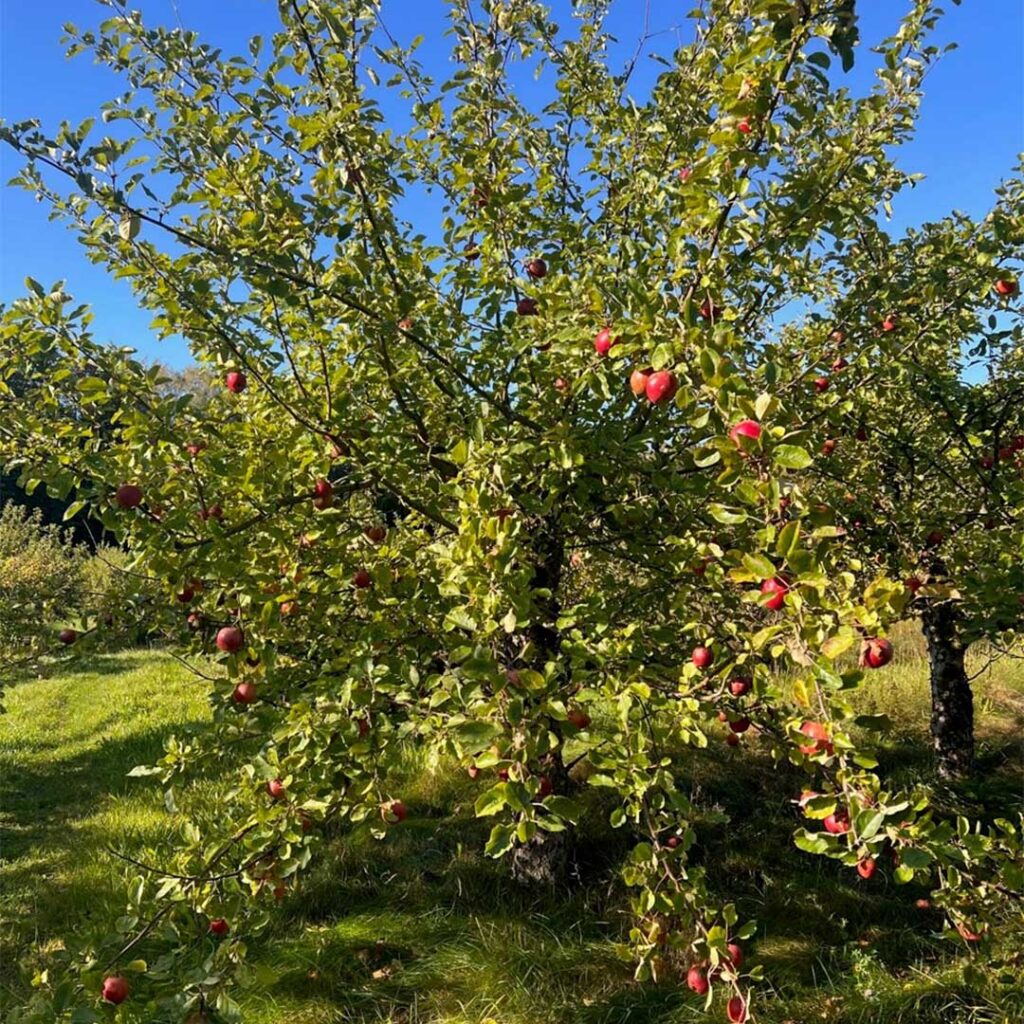 Ken’s Roux scholarship trip to Sweden and Denmark