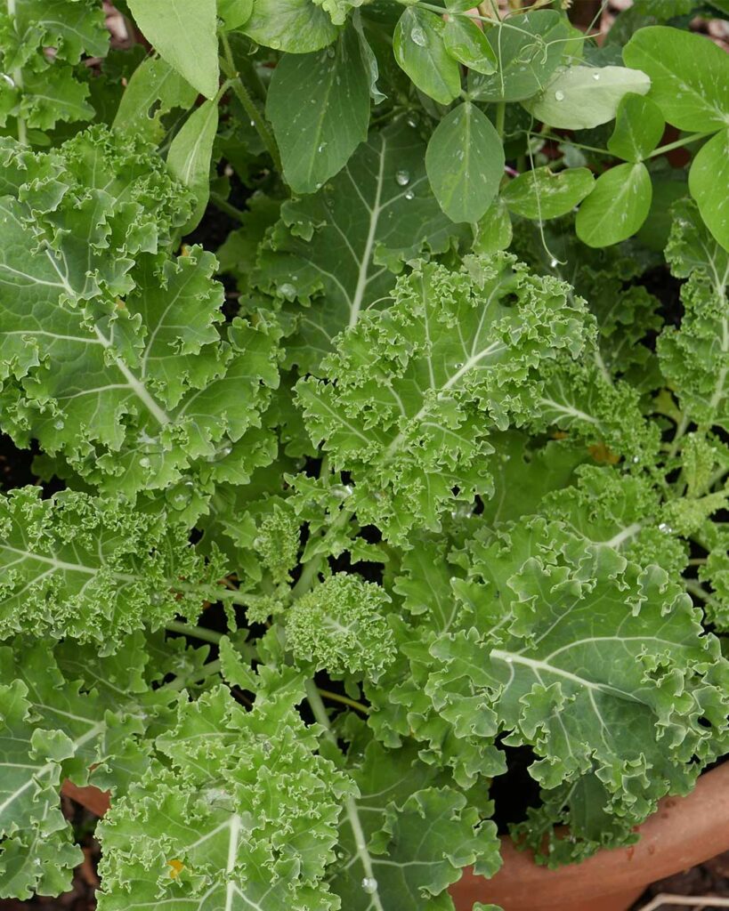 OUR KITCHEN GARDEN - GREEN THOUGHTS IN A GREEN SHADE