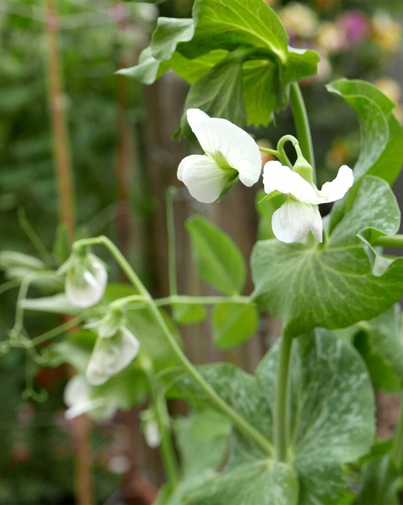OUR KITCHEN GARDEN - GREEN THOUGHTS IN A GREEN SHADE