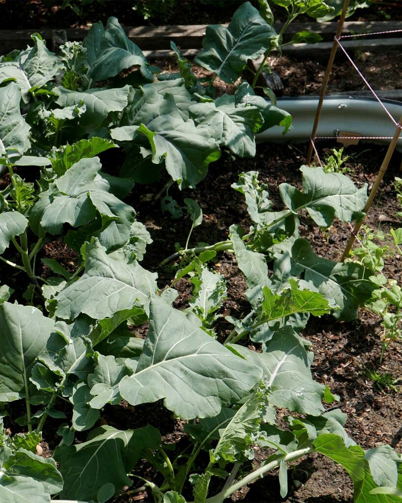 OUR KITCHEN GARDEN - GREEN THOUGHTS IN A GREEN SHADE