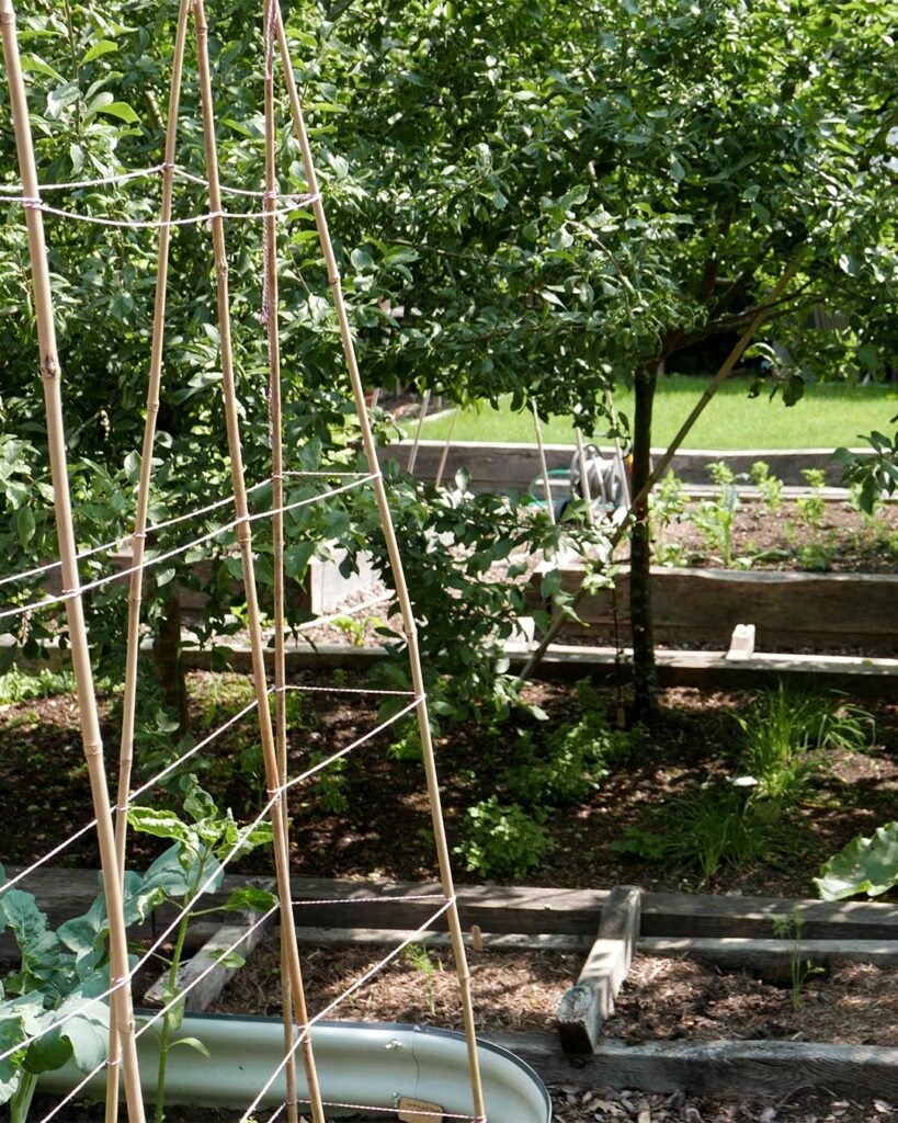 OUR KITCHEN GARDEN - GREEN THOUGHTS IN A GREEN SHADE