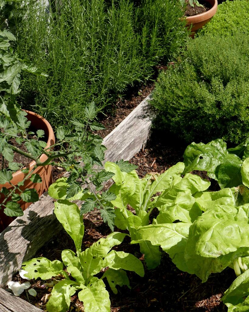 OUR KITCHEN GARDEN - GREEN THOUGHTS IN A GREEN SHADE