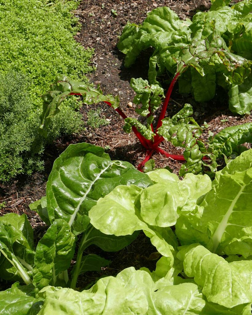 OUR KITCHEN GARDEN - GREEN THOUGHTS IN A GREEN SHADE
