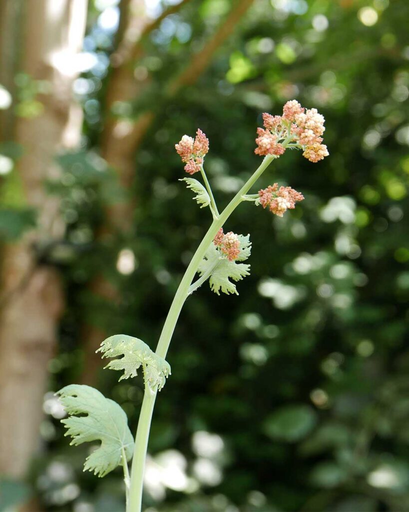 OUR KITCHEN GARDEN - GREEN THOUGHTS IN A GREEN SHADE