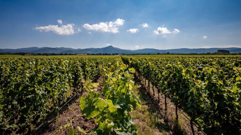 Antinori Wine Dinner - Wednesday 13th May